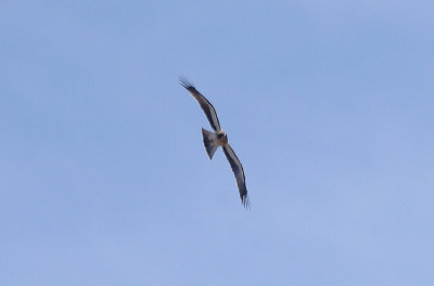BOOTED EAGLE . Nr ARROYA DE LA LUZ . SPAIN . 3 . 5 . 2017