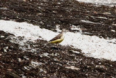 CHANNEL WAGTAIL . Nr ARROYA DE LA LUZ . SPAIN . 3 . 5 . 2017