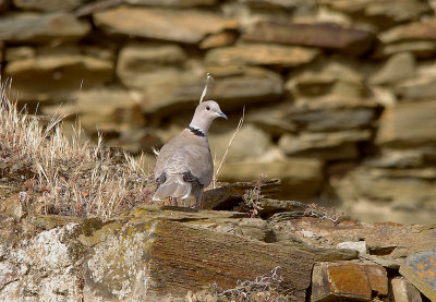 COLLARED DOVE , ALCANTARA , SPAIN , 3 , 5 , 2017