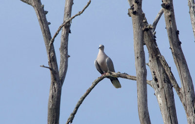 COLLARED DOVE . ALCANTARA . SPAIN . 3 . 5 . 2017
