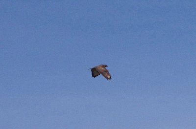 COMMON BUZZARD . STONE PINES . Nr BROZAS . SPAIN . 3 . 5 . 2017