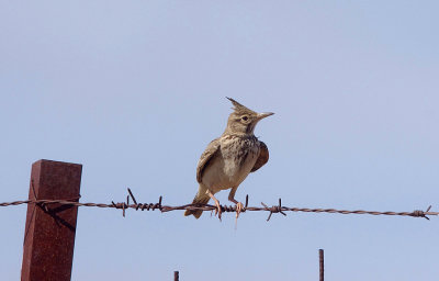 CRESTED LARK , Nr ALCANTARA , SPAIN , 3 , 5 , 2017