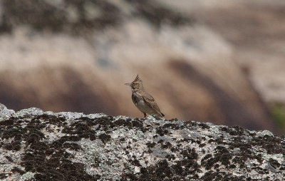 CRESTED LARK . Nr ARROYA DE LA LUZ . SPAIN . 3 . 5 . 2017 