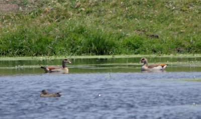 EGYPTIAN GOOSE . Nr ARROYA DE LA LUZ . SPAIN . 3 . 5 . 2017