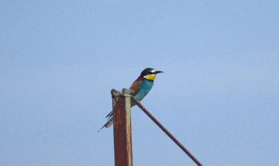 EUROPEAN BEE-EATER . Nr ALCANTARA . SPAIN . 3 . 5 . 2017