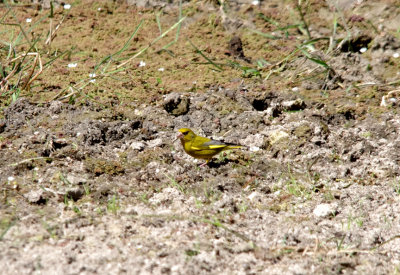 EUROPEAN GREENFINCH . Nr ARROYA DE LA LUZ . SPAIN . 3 . 5 . 2017
