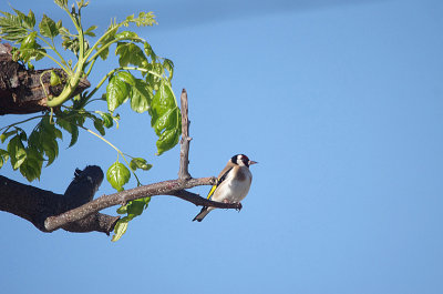 GOLDFINCH . ALCANTARA . SPAIN . 3 . 5 . 2017