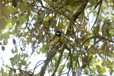 GREAT TIT . Nr ARROYA DE LA LUZ . SPAIN . 3 . 5 . 2017
