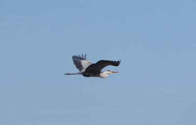 GREY HERON , Nr ARROYA DE LA LUZ , SPAIN , 3 , 5 , 2017