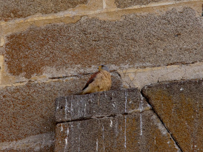 LESSER KESTREL . ALCANTARA . SPAIN . 3 . 5 . 2017