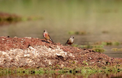LINNET . Nr ARROYA DE LA LUZ . SPAIN . 3 . 5 . 2017