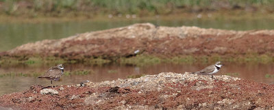 LITTLE RINGED PLOVER , NrARROYA DE LA LUZ , SPAIN , 3 , 5 , 2017