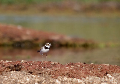 LITTLE RINGED PLOVER . Nr ARROYA DE LA LUZ  . SPAIN . 3 . 5 . 2017 