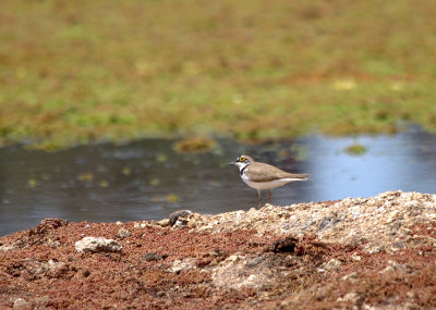 LITTLE RINGED PLOVER . Nr ARROYA DE LA LUZ . SPAIN . 3 . 5 . 2017
