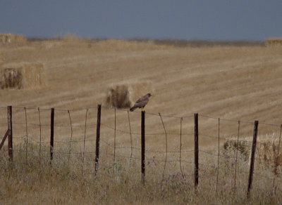 MONTAGU`S HARRIER . Nr ALCANTARA . SPAIN . 3 . 5 . 2017