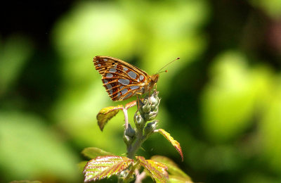 QUEEN OF SPAIN FRITILLARY , STONE PINES , Nr BROZAS , SPAIN , 3 , 5 , 2017