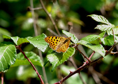 QUEEN OF SPAIN FRITILLARY . STONE PINES . Nr BROZAS . SPAIN . 3 . 5 . 2017