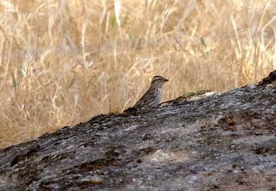 ROCK SPARROW , Nr ARROYA DE LA LUZ . SPAIN . 3 . 5 . 2017