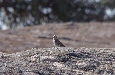 ROCK SPARROW . Nr ARROYA DE LA LUZ . SPAIN . 3 . 5 . 2017