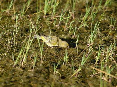 SERIN . THE STONE PINES . Nr BROZAS . SPAIN . 3 . 5 . 2017