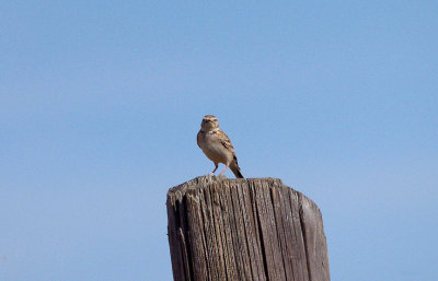 SHORT-TOED LARK , Nr ALCANTARA , SPAIN , 3 , 5 , 2017