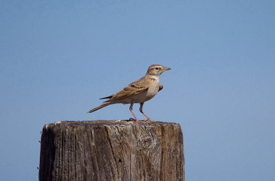 SHORT-TOED LARK . Nr ALCANTARA . SPAIN . 3 . 5 . 2017