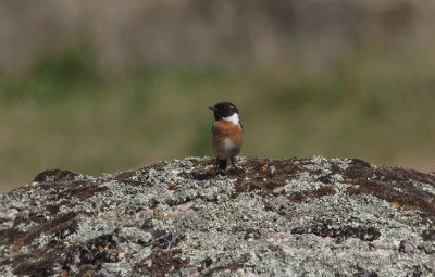 STONECHAT , Nr ARROYA DE LA LUZ , SPAIN , 3 , 5 , 2017