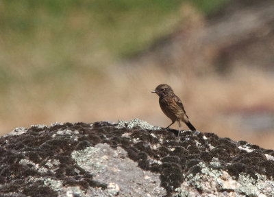 STONECHAT . Nr ARROYA DE LA LUZ . SPAIN . 3 . 5 . 2017