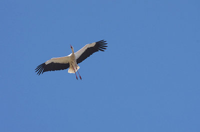 WHITE STORK .  Nr ARROYA DE LA LUZ . SPAIN . 3 . 5 . 2017