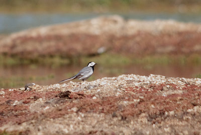WHITE WAGTAIL . Nr ARROYA DE LA LUZ . SPAIN . 3 . 5 . 2017