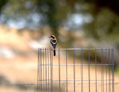 WOODCHAT SHRIKE . Nr ARROYA DE LA LUZ . SPAIN . 3 . 5 . 2017
