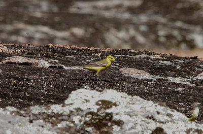 YELLOW WAGTAIL . Nr ARROYA DE LA LUZ . SPAIN . 3 . 5 . 2017 