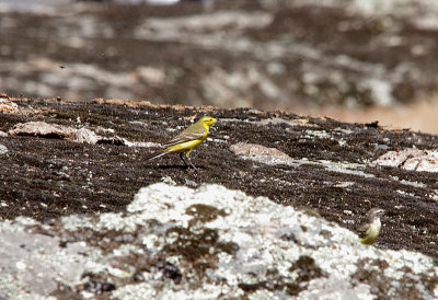 YELLOW WAGTAIL . Nr ARROYA DE LA LUZ . SPAIN . 3 . 5 . 2017