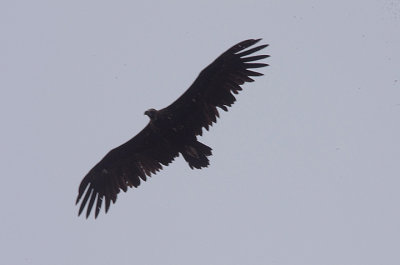 BLACK VULTURE . ARROCAMPO RESERVOIR . SPAIN . 4 . 5 . 2017