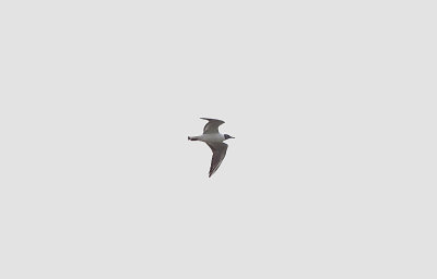 BLACK-HEADED GULL . ARROWCAMPO RESERVOIR . SPAIN . 4 . 5 . 2017