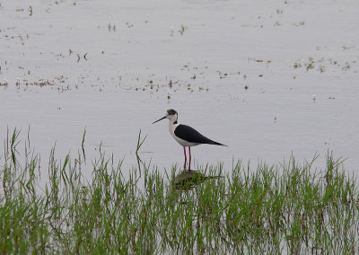 BLACK-WINGED STILT . ARROCAMPE RESERVOIR . SPAIN . 4 . 5 . 2017