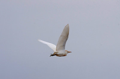 CATTLE EGRET , ARROWCAMPO RESERVOIR , SPAIN , 4 , 5 , 2017