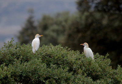 CATTLE EGRET . ARROCAMPO RESERVOIR . SPAIN . 4 . 5 . 2917