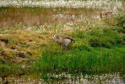 EGYPTIAN GOOSE . ARROWCAMPO RESERVOIR . SPAIN . 4 . 5 . 2017