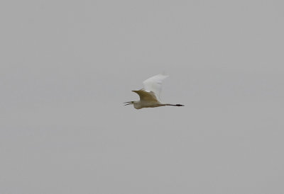 GREAT WHITE EGRET . ARROWCAMPO RESERVOIR . SPAIN . 4 . 5 . 2017