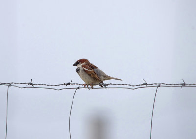 HOUSE SPARROW . ARROWCAMPO RESERVOIR . SPAIN . 4 . 5 . 2017