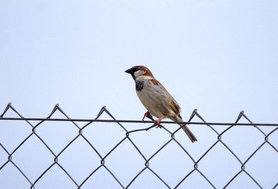 HOUSE SPARROW . Nr MADRID . SPAIN . 4 . 5 . 2017