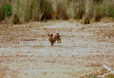 IBERIAN RABBIT . Nr MADRID . SPAIN . 4 . 5 . 2017
