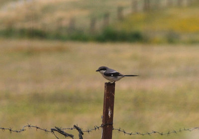 IBERIAN SHRIKE , ARROWCAMPO RESERVOIR . SPAIN . 4 . 5 . 2017