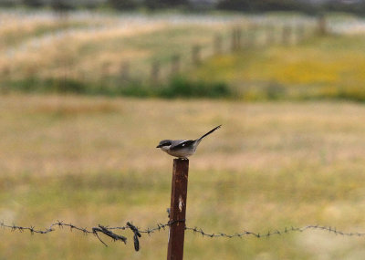 IBERIAN SHRIKE . ARROCAMPO RESERVOIR . SPAIN . 4 . 5 . 2017