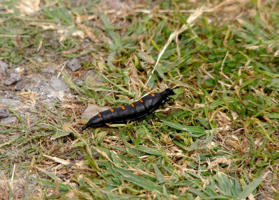 OIL BEETLE . ARROWCAMPO RESERVOIR . SPAIN . 4 . 5 . 2017