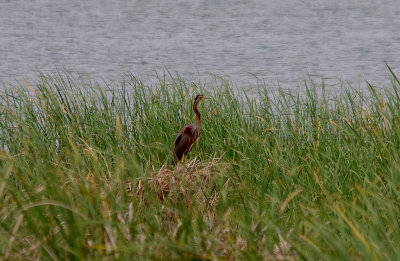 PURPLE HERON , ARROWCAMPO RESERVOIR , SPAIN , 4 , 5 , 2017