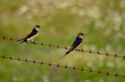 RED-RUMPED SWALLOW , ARROWCAMPO RESERVOIR , SPAIN , 4 , 5 , 2017