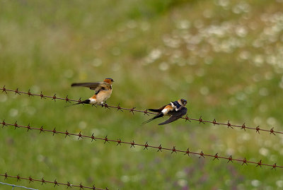 RED-RUMPED SWALLOW . ARROWCAMPO RESERVOIR . SPAIN . 4 . 5 . 2017