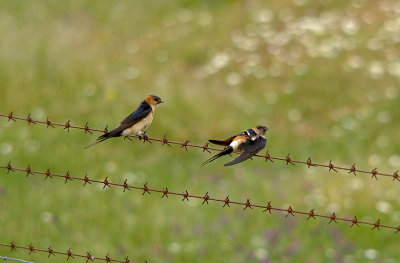 RED-RUMPED SWALLOW . ARROWCAMPO RESERVOIR . SPAIN . 4 . 5 . 2017